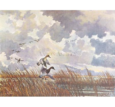 CANVASBACK DUCKS LANDING IN REEDS by Eric Sloane  